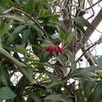 Agarista salicifolia Otro