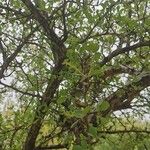 Terminalia prunioides ᱛᱟᱦᱮᱸ