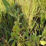 Myrica gale Blad