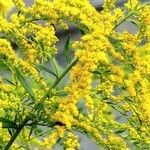 Solidago rugosa Flor