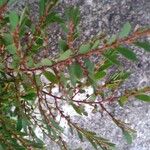 Phyllanthus caroliniensis पत्ता