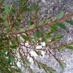 Phyllanthus caroliniensis Feuille