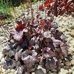 Heuchera sanguineaLeaf