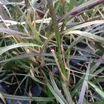 Pennisetum setaceum 形态