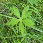 Petasites frigidus Blatt