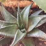 Haworthia limifolia Leaf