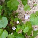 Cymbalaria muralis Flor