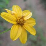 Wedelia fruticosa Flower