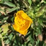 Ranunculus bulbosus Flower