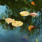 Nuphar pumila Feuille