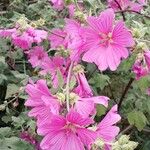 Malva thuringiaca Flower