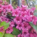 Weigela hortensis Кветка