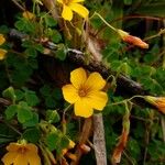 Oxalis medicaginea