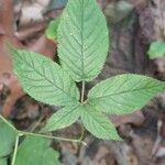 Panax quinquefolius Blad