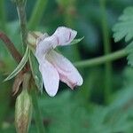 Pelargonium multicaule ᱵᱟᱦᱟ