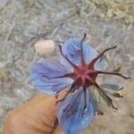 Nigella hispanica Virág