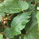Begonia evansiana 葉