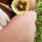 Physalis longifolia Flower