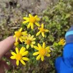 Senecio ampullaceus Flower