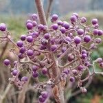 Callicarpa bodinieriFrucht