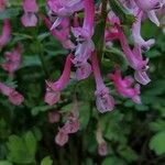 Corydalis solida Hábito