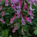 Corydalis solida Hábitos