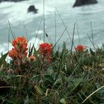 Castilleja mendocinensis Habit