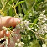 Eupatorium altissimum Flower