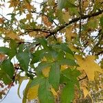 Liquidambar styraciflua葉