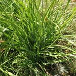 Anthericum ramosum Lapas