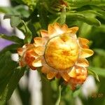 Xerochrysum bracteatum Квітка