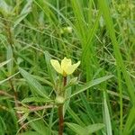 Ludwigia adscendens Blatt