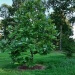 Magnolia macrophylla Habit