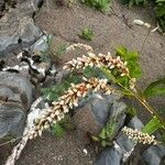 Persicaria lapathifoliaFlower