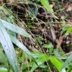 Setaria barbata Fruit