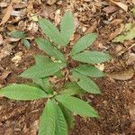 Tetraberlinia bifoliolata Blatt