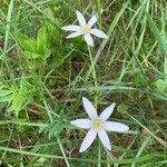 Ornithogalum divergens Flower