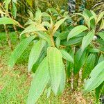 Miconia xalapensis Blad