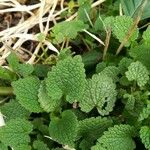 Lamium hybridumList