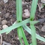 Cyperus rotundusBlatt