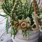 Orbea variegata Flower