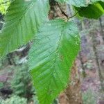 Betula alleghaniensis List