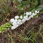 Woollsia pungens Flower