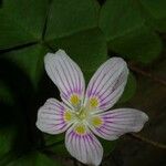 Oxalis montana Flor