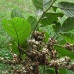 Cupania rufescens Other