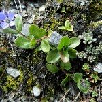 Veronica alpina പുറംതൊലി