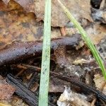 Carex flacca Leaf