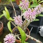 Dendrobium smillieae Hábito