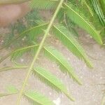 Mimosa pigra Leaf