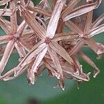 Roldana petasitis Fruto